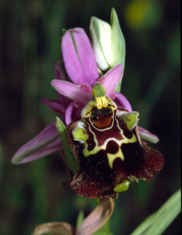 Orchidee di Taranto